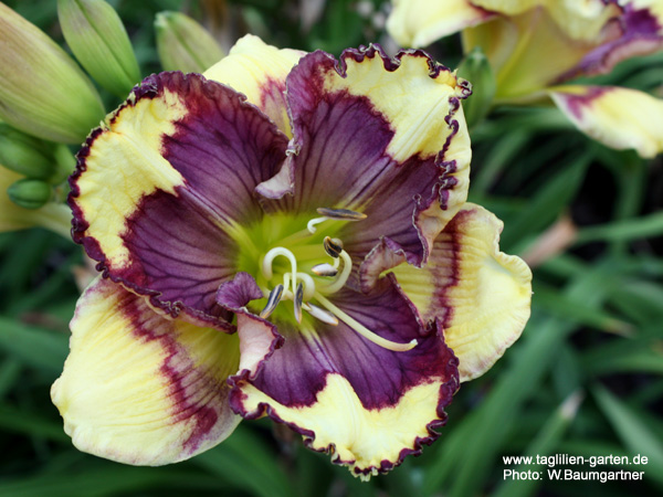 catalog/images/startseite/Super Fancy Face.jpg